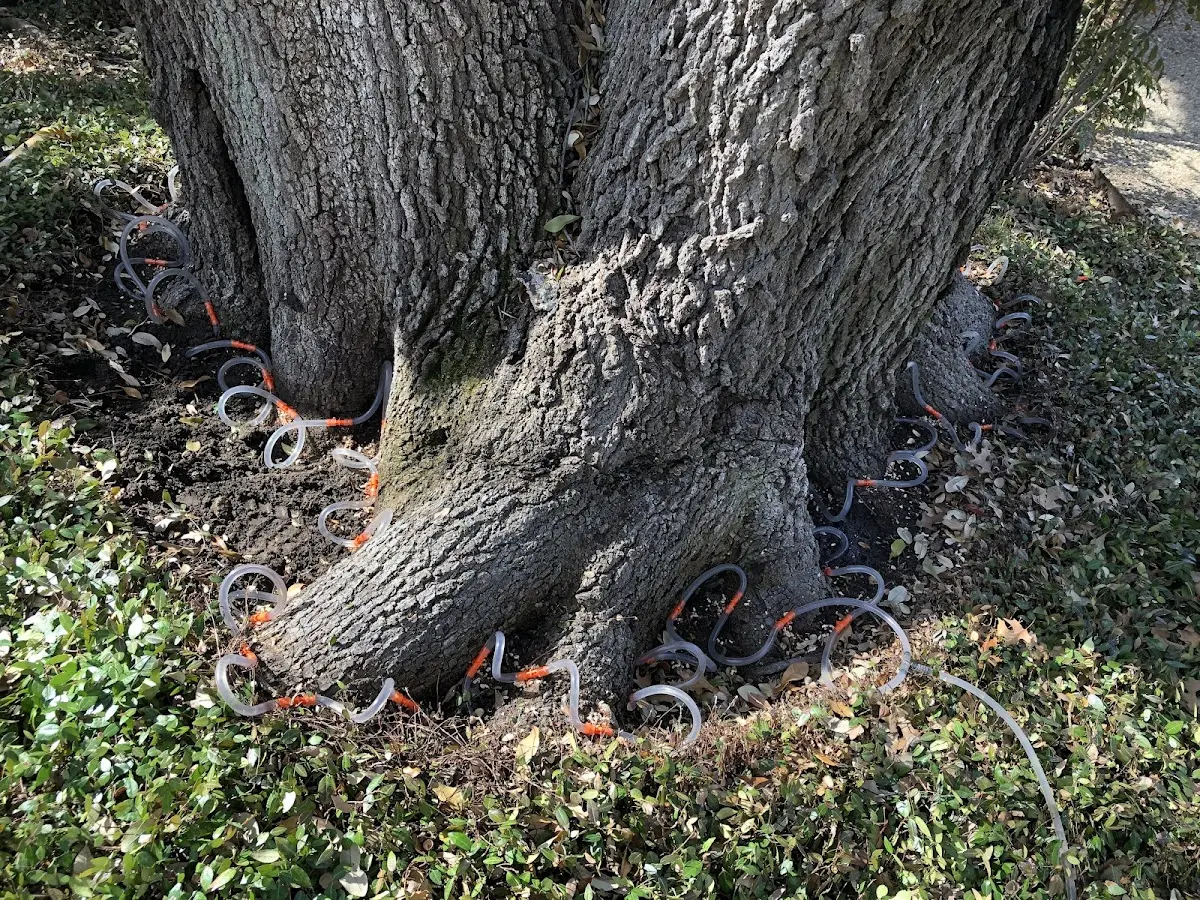 Detailed Tree Cabling and Bracing job site in Wainscott