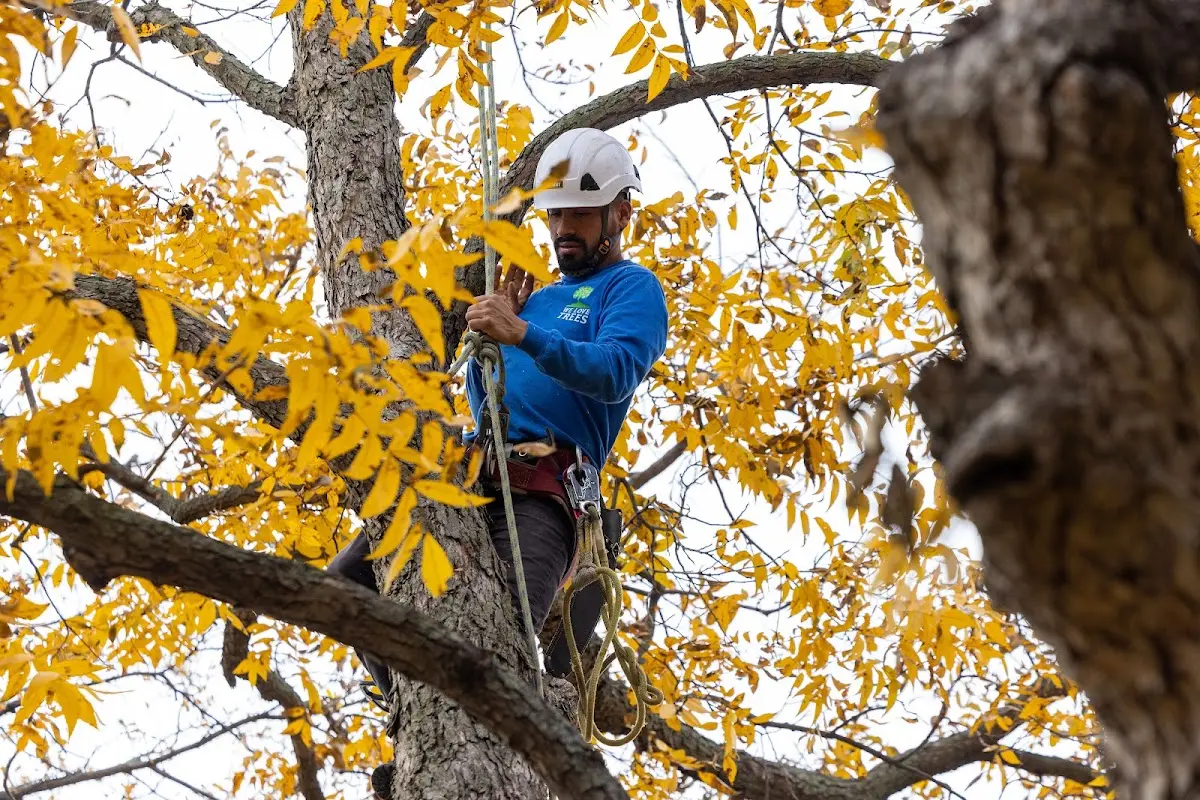 Skilled Tree Transplanting crew working in Wainscott